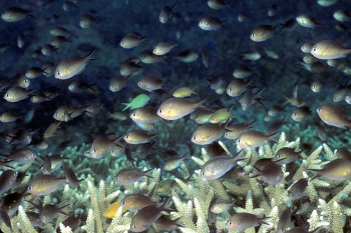 schooling chromis, diving png